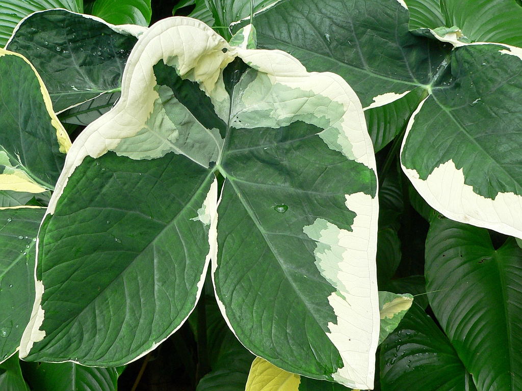 107 Cairns Botanic Gardens.jpg